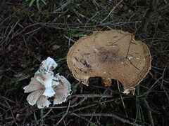 Agaricus langei