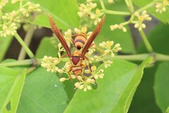 Polistes major
