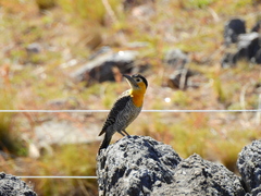 Colaptes campestris campestroides