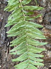 Pteris longifolia