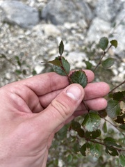 Betula glandulosa