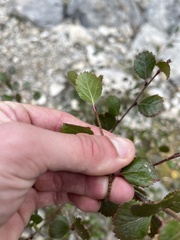 Betula glandulosa