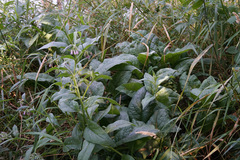 Symphytum officinale