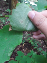 Cameraria hamameliella