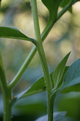 Symphytum officinale