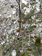 Betula glandulosa
