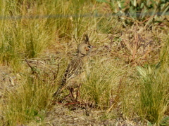 Coryphistera alaudina