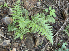 Pityrogramma calomelanos