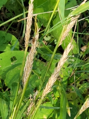 Elymus virginicus