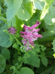 Fumaria densiflora