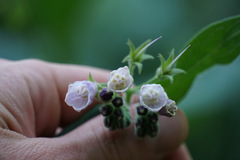 Symphytum officinale