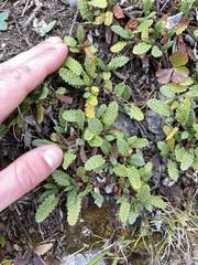 Dryas hookeriana