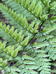 Pityrogramma calomelanos