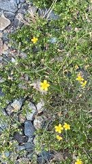 Jasminum nudiflorum
