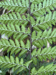 Pityrogramma calomelanos