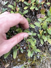 Dryas hookeriana