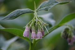 Symphytum officinale