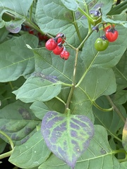 Solanum dulcamara