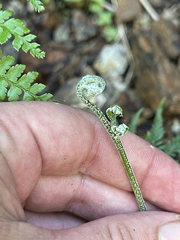 Pityrogramma calomelanos