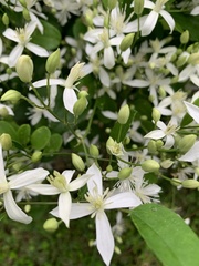 Clematis virginiana