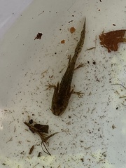 Ambystoma macrodactylum