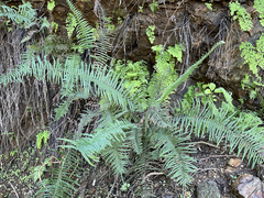 Pteris longifolia