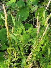 Elymus virginicus