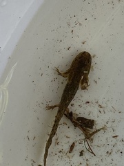 Ambystoma macrodactylum