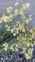 Pseudognaphalium stramineum