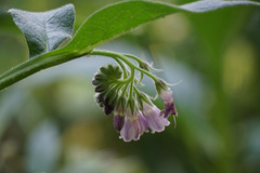 Symphytum officinale