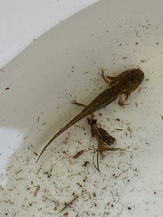 Ambystoma macrodactylum