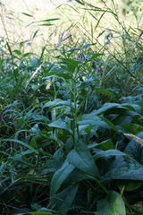 Symphytum officinale