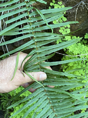 Pteris longifolia