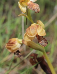 Ophrys fusca