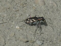 Cicindela tranquebarica