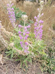 Lupinus sericeus