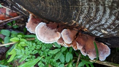 Abortiporus biennis