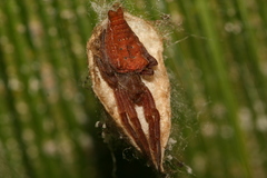 Cyrtophora exanthematica