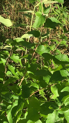 Lonicera