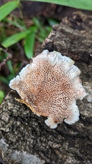 Abortiporus biennis