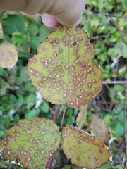 Sphaerulina westendorpii