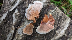 Abortiporus biennis
