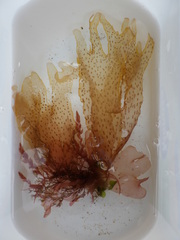 Nitophyllum punctatum