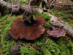 Ganoderma carnosum