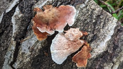 Abortiporus biennis