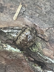 Philomycus carolinianus