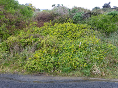 Sedum praealtum