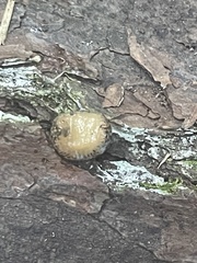 Philomycus carolinianus