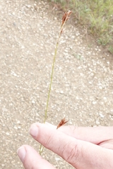 Rhynchospora capillacea