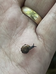 Oxychilus draparnaudi